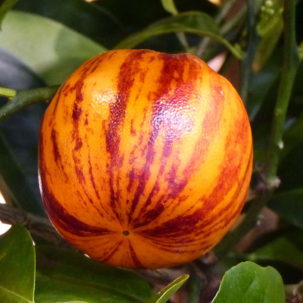 Citrus x Doppio Sanguigno - Hybride de citron Meyer et d'orange sanguine.