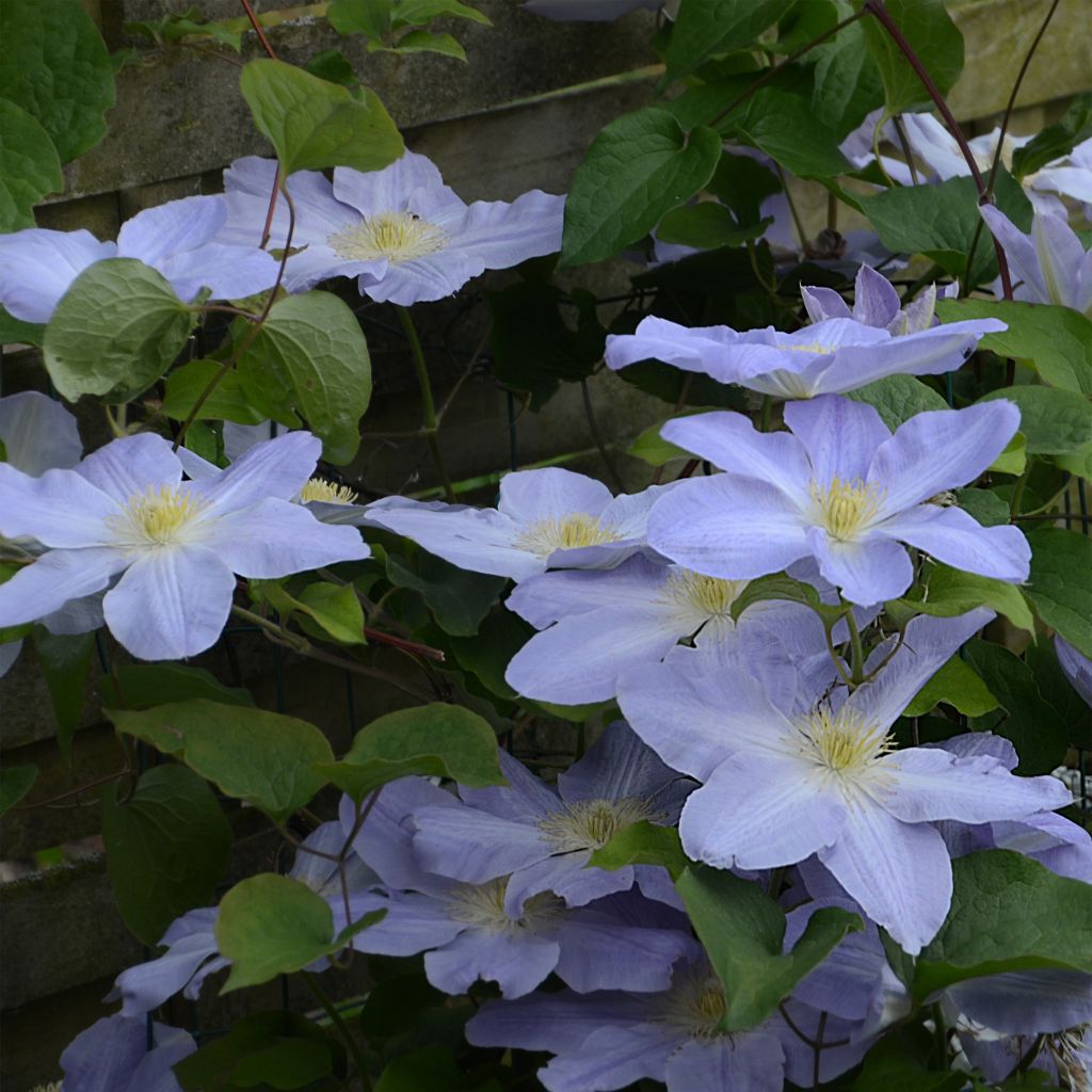 Clematis Success Lavender