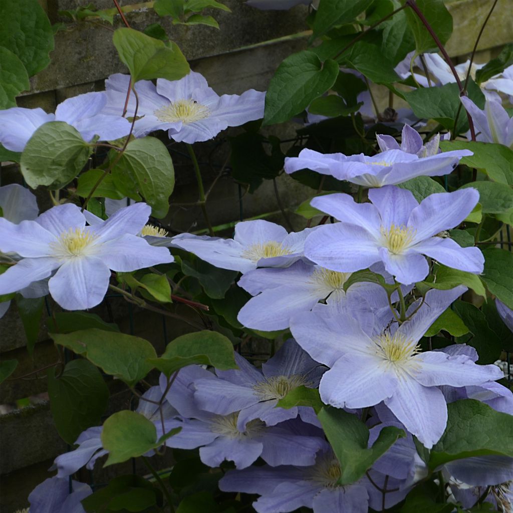 Clématite - Clematis SUCCESS® Lavender Tra27