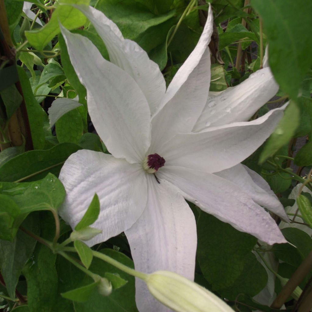 Clematis x patens Beautiful Bride - Early Large-flowered Clematis