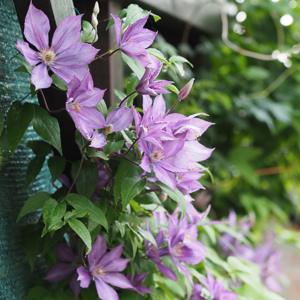 Clématite - Clematis Dorothy Walton