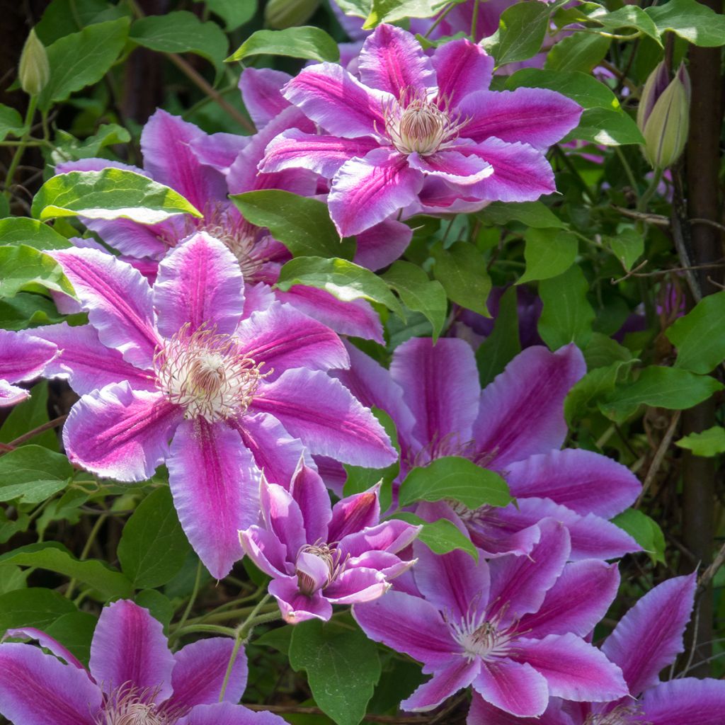 Clematis patens Doctor Ruppel