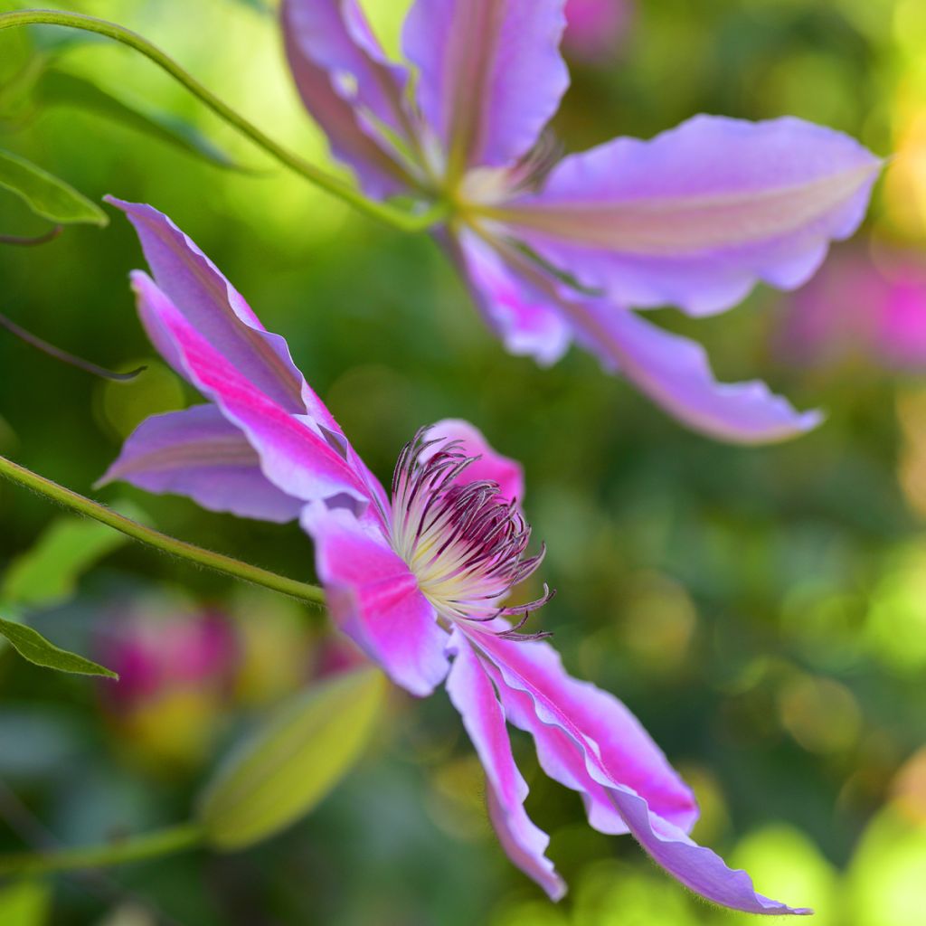 Clematis patens Doctor Ruppel