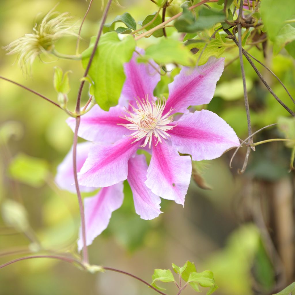 Clematis patens Doctor Ruppel