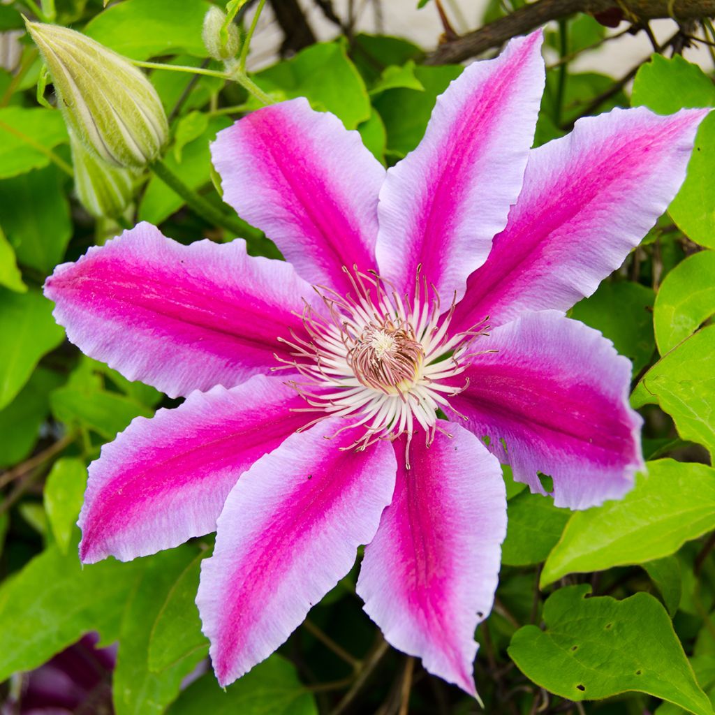 Clematis patens Doctor Ruppel