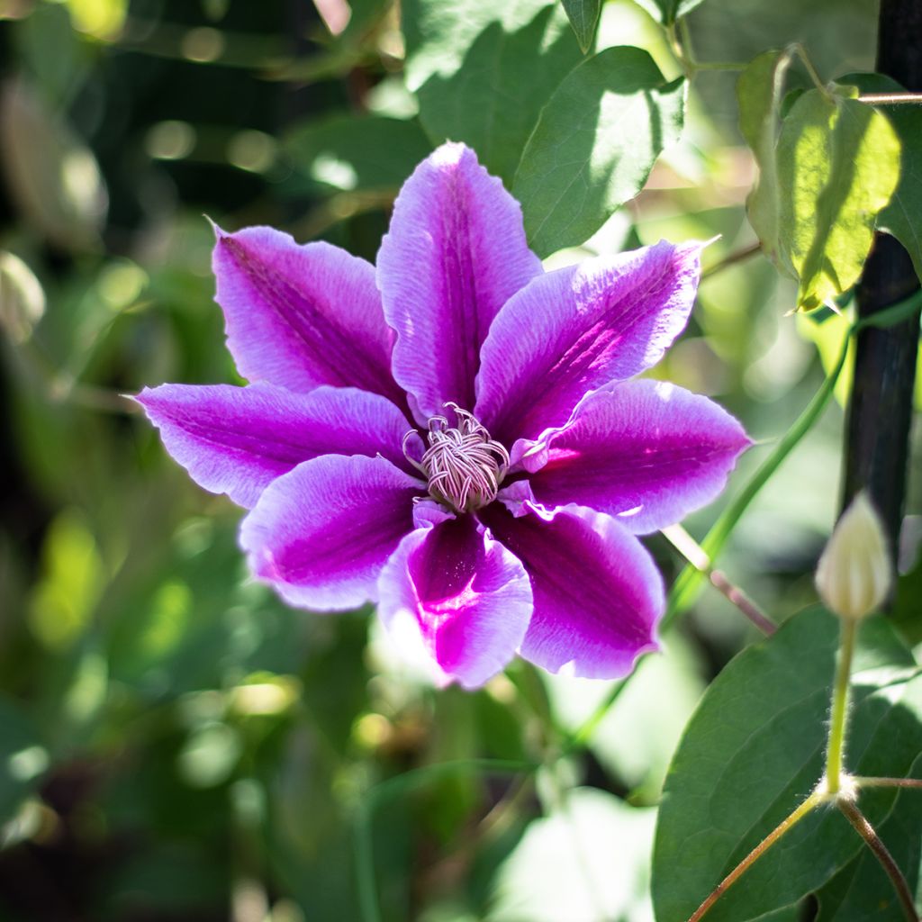 Clematis patens Doctor Ruppel