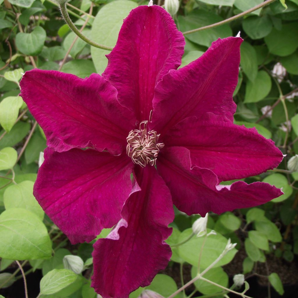 Clématite - Clematis Ernest Marckham