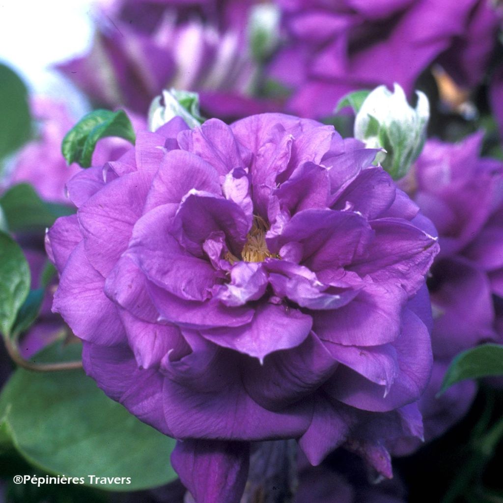 Clématite - Clematis Franziska Marie