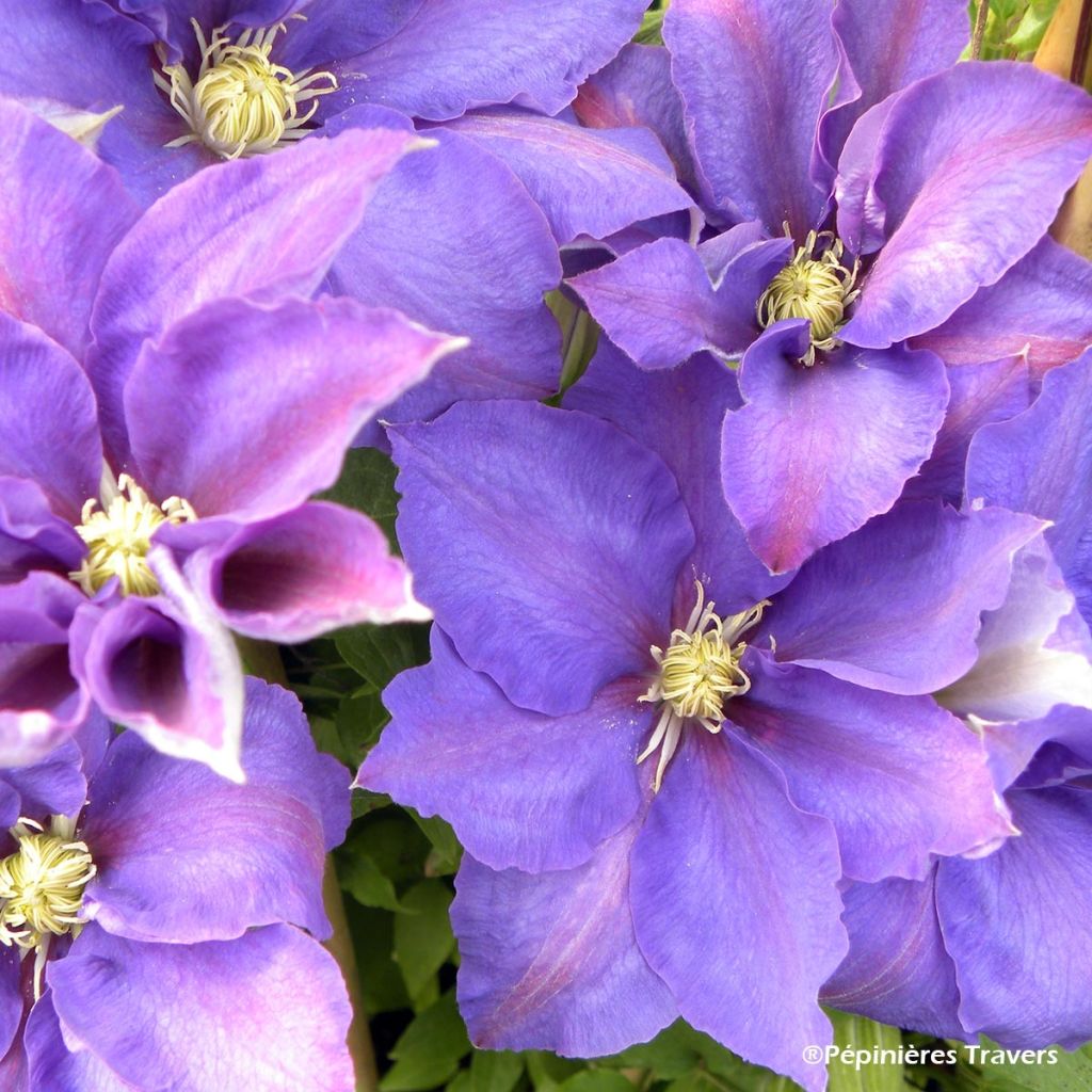 Clématite - Clematis H. F. Young