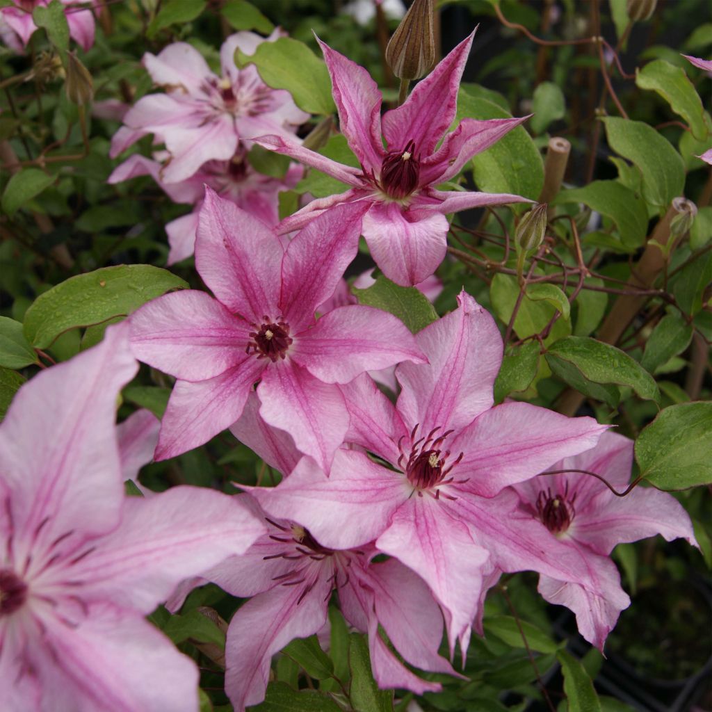 Clématite - Clematis Isabella