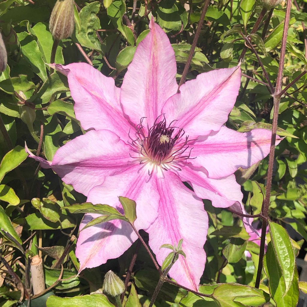 Clématite - Clematis Isabella