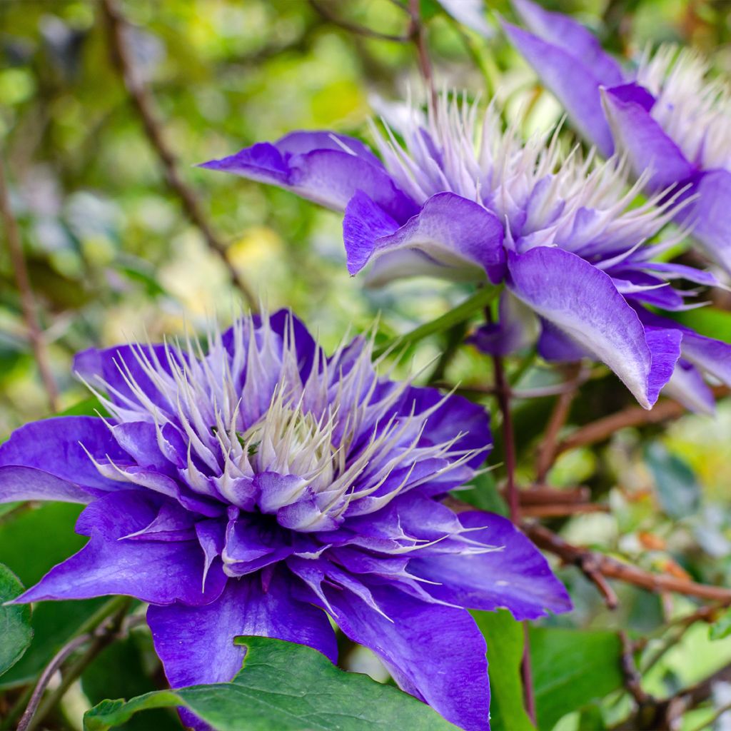 Clematis patens Multi Blue