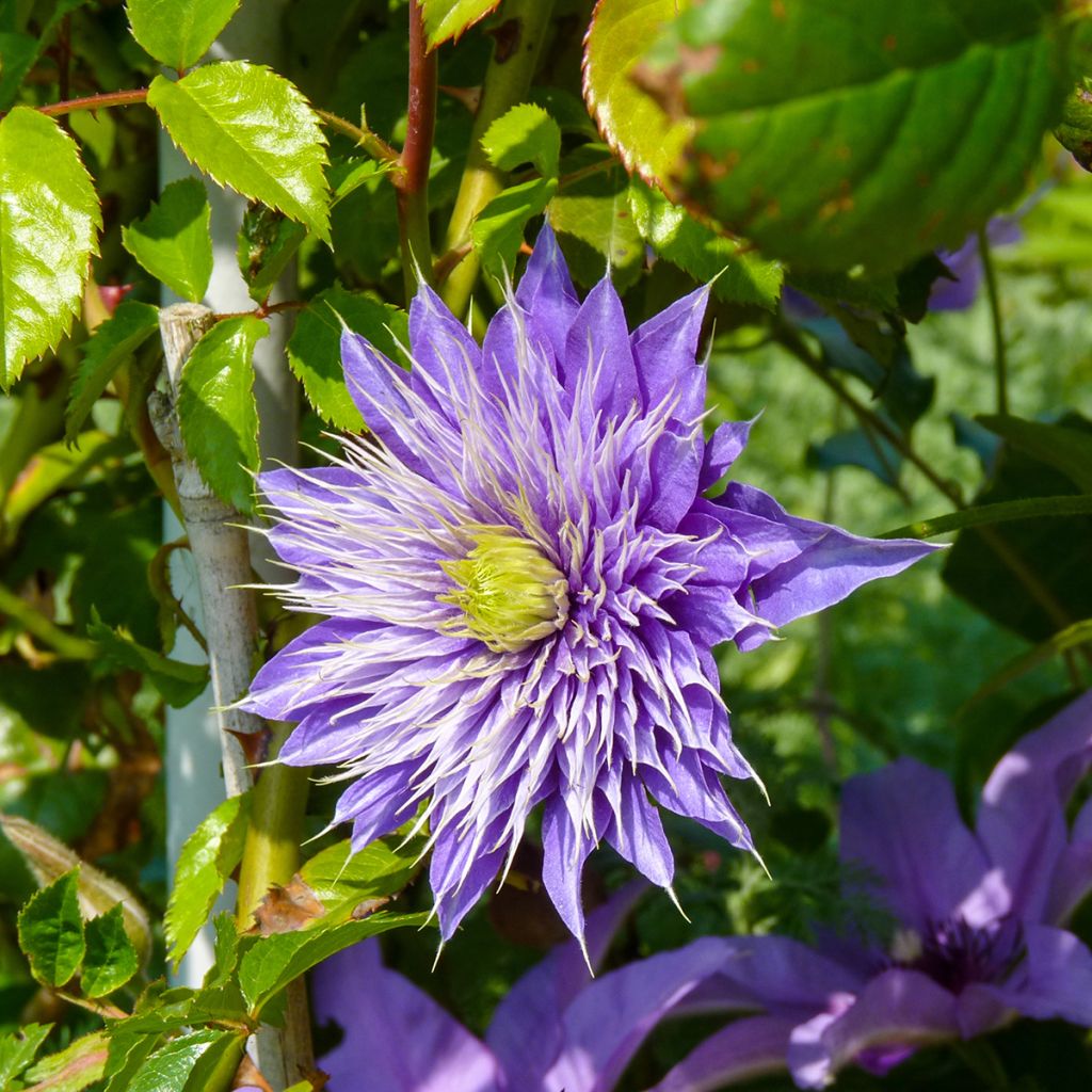 Clematis patens Multi Blue