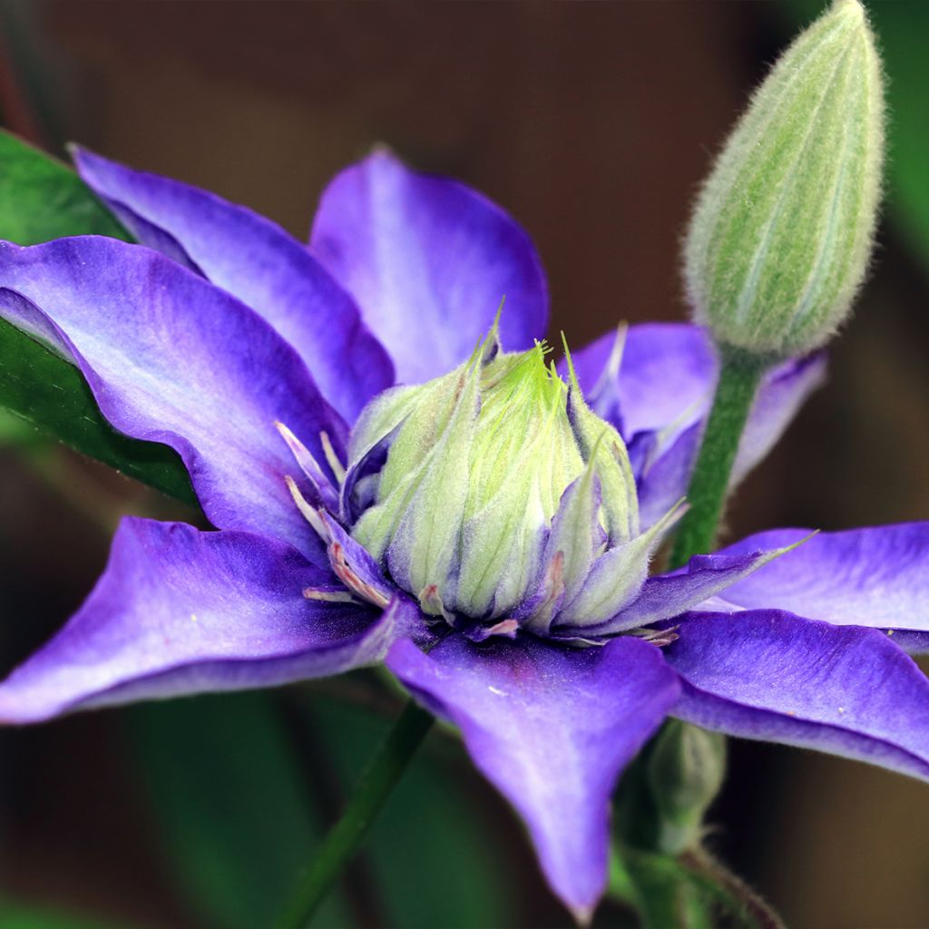 Clematis patens Multi Blue