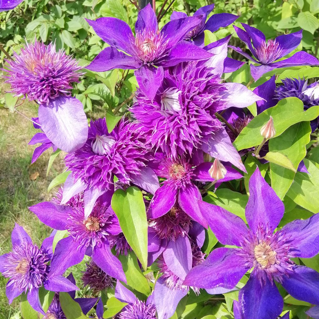 Clematis patens Multi Blue