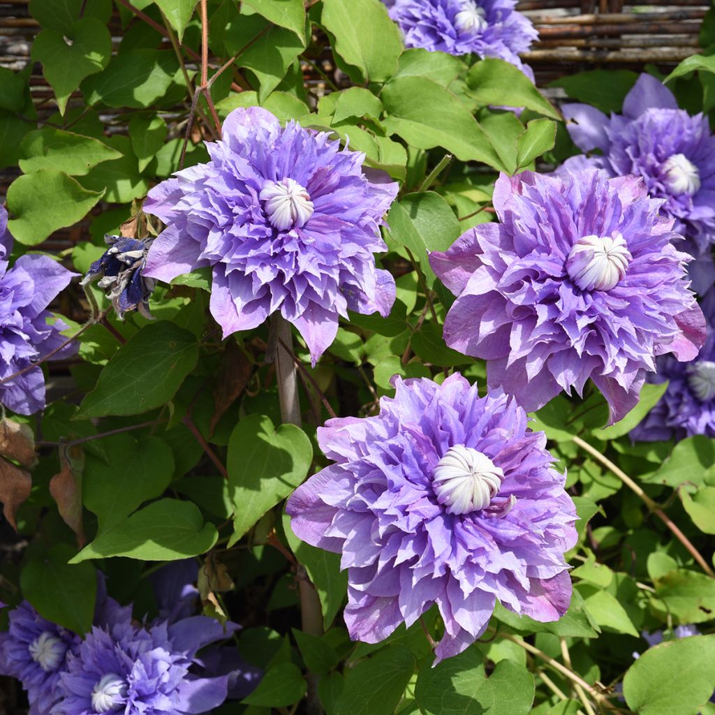 Clematis patens Multi Blue