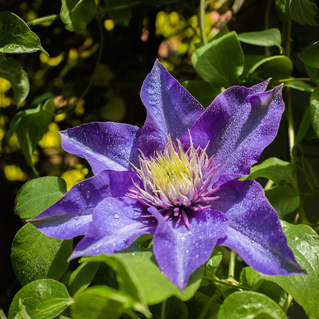 Clematis patens Multi Blue