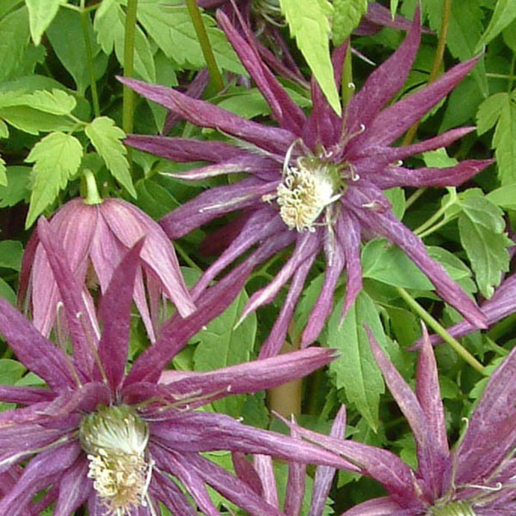 Clematis Octopus