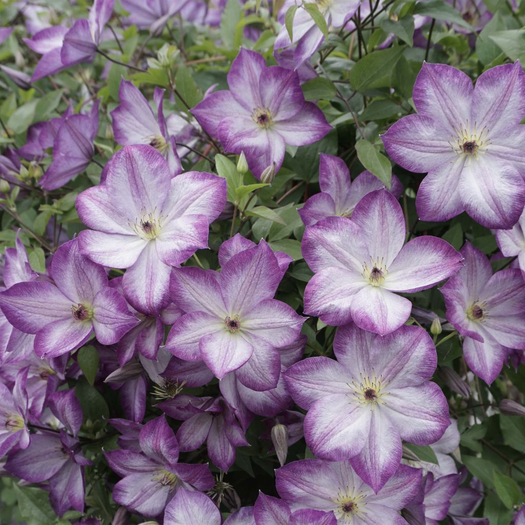 Clématite -Clematis Pernille