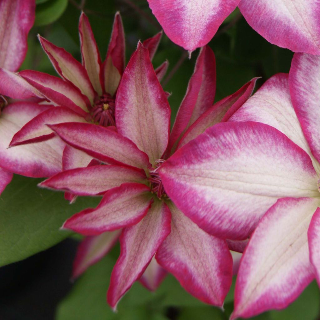 Clématite - Clematis Picotee