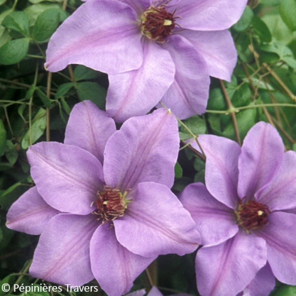 Clematis patens Ramona