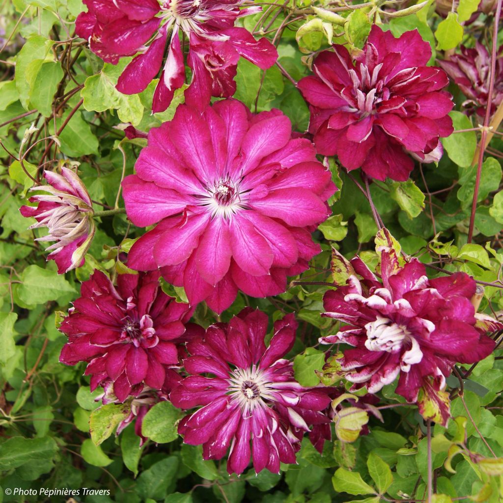 Clematis Red Passion