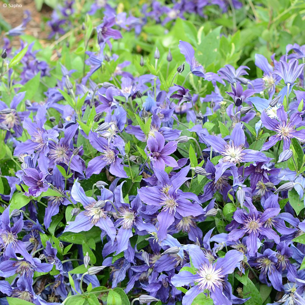 Clematis diversifolia Saphyra