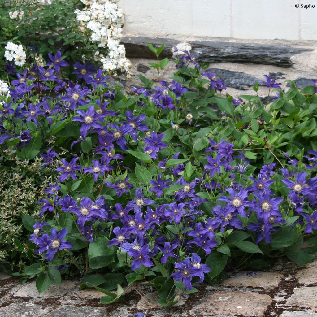 Clematis diversifolia Saphyra