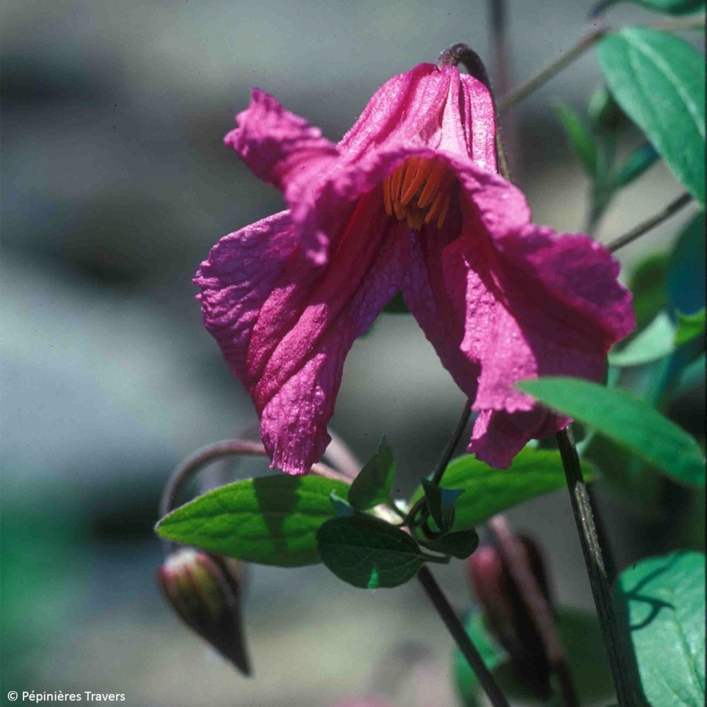 Clematis Savannah