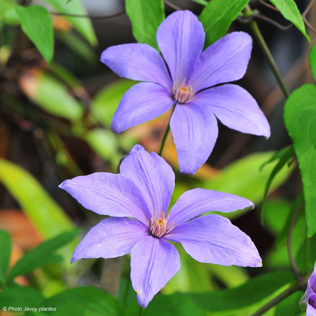 Clématite - Clematis Scented Clem