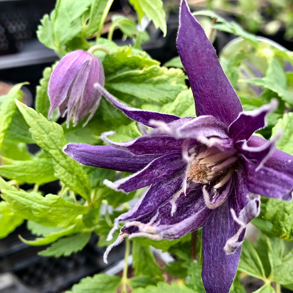 Clématite - Clematis Spiky