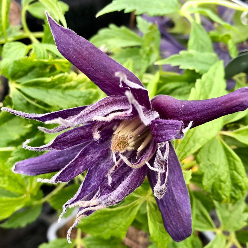 Clématite - Clematis Spiky