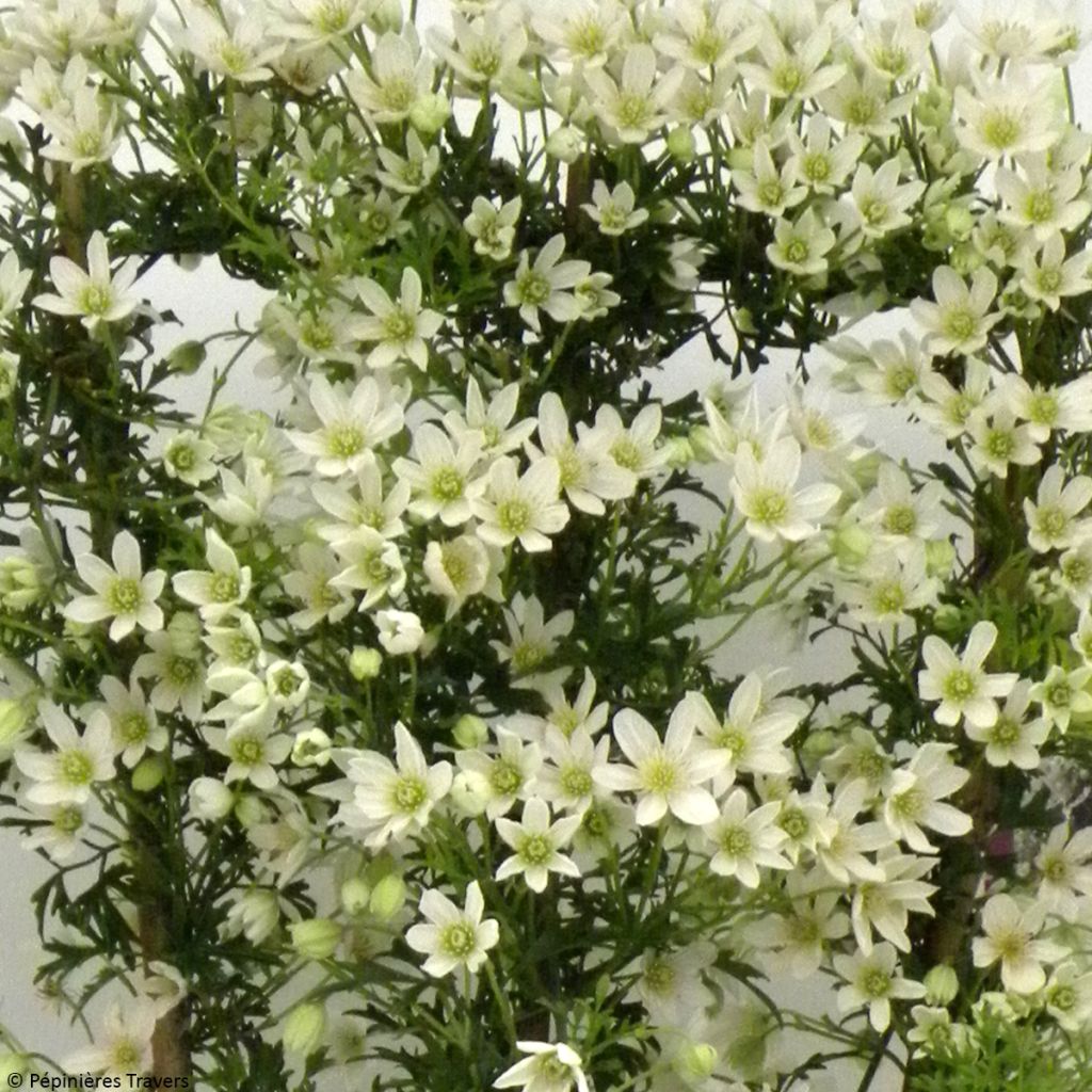 Clematis Tai Yang