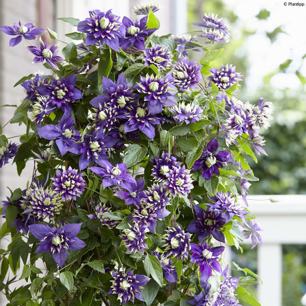 Clématite - Clematis Taiga 