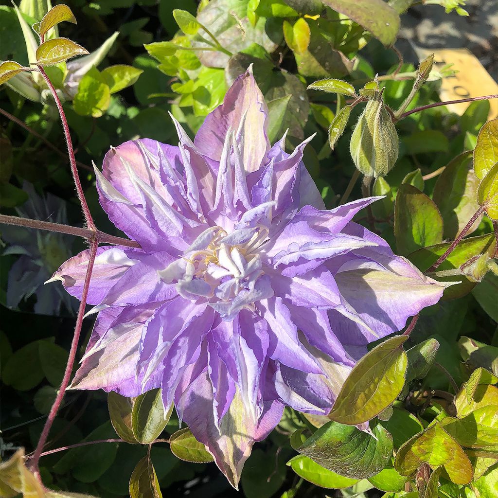 Clématite - Clematis Thyrislund