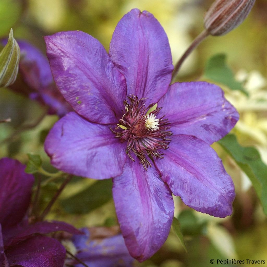 Clematis Versailles