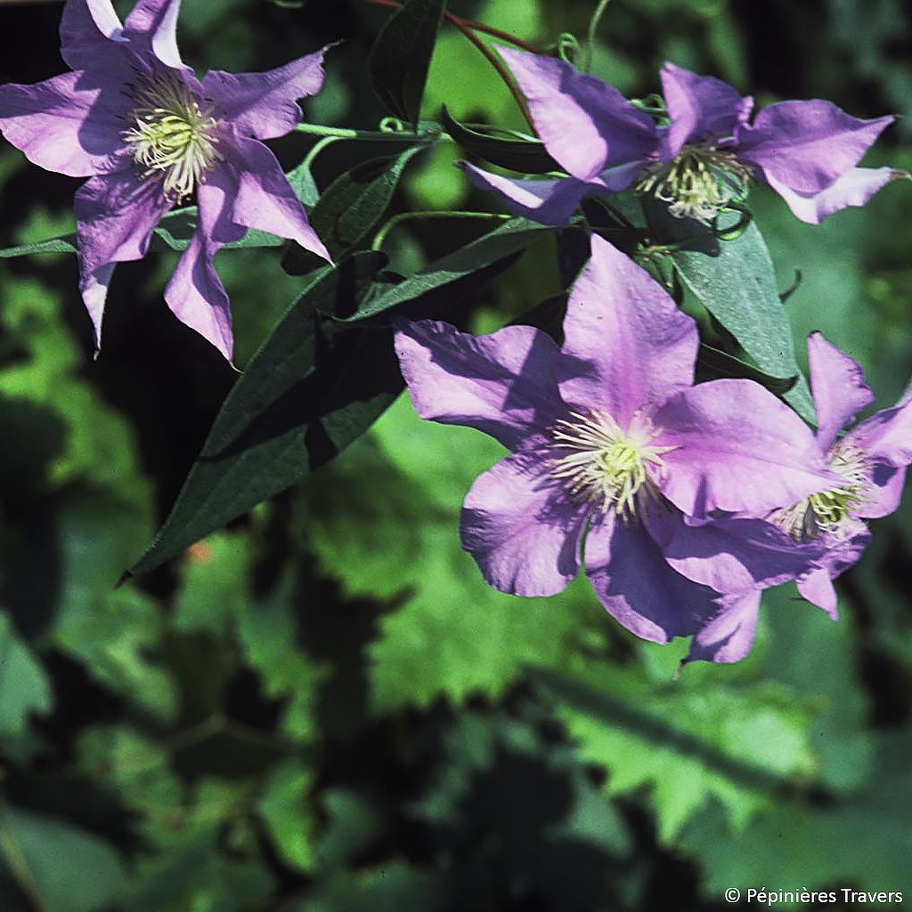 Clematis patens Will Goodwin
