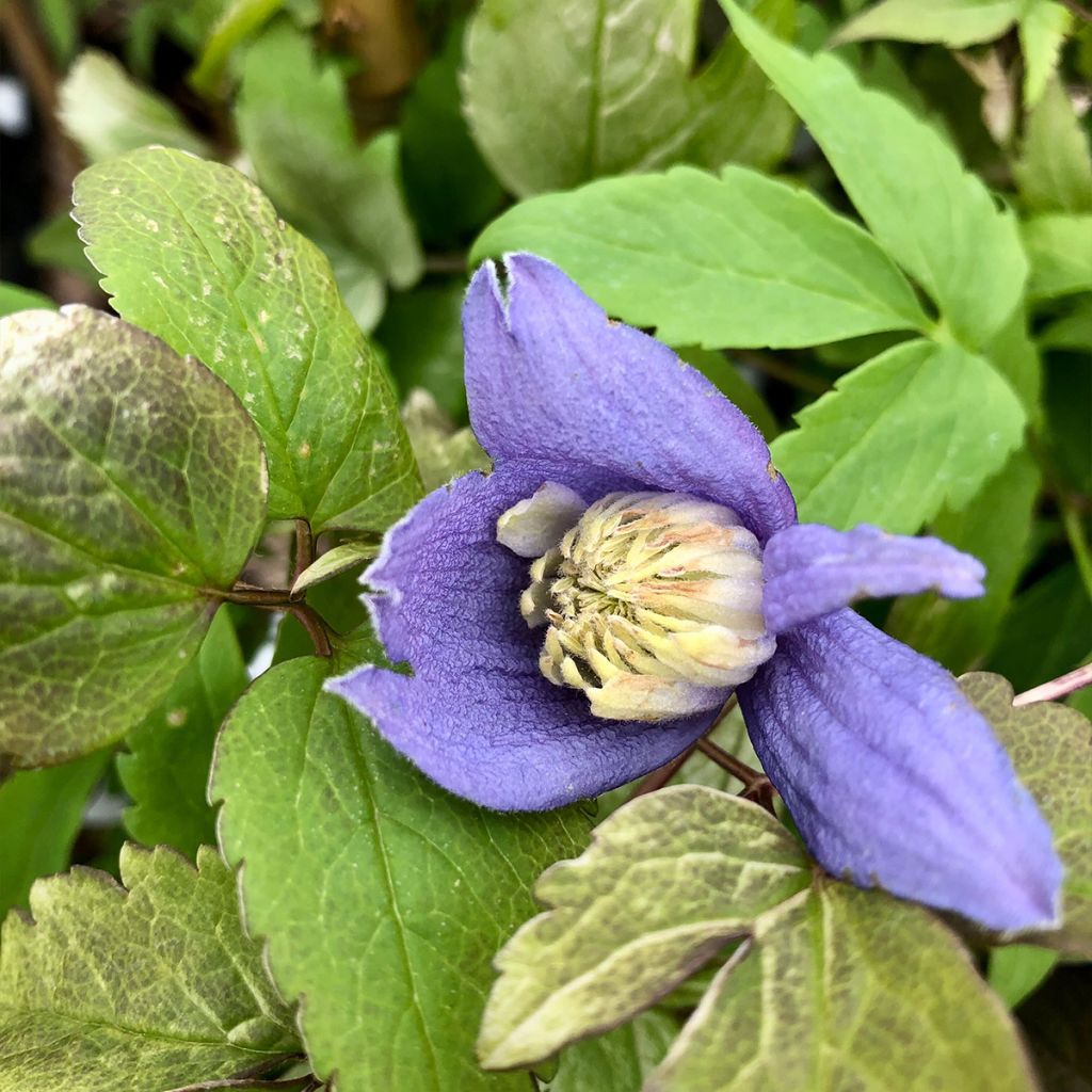 Clématite - Clematis alpina 