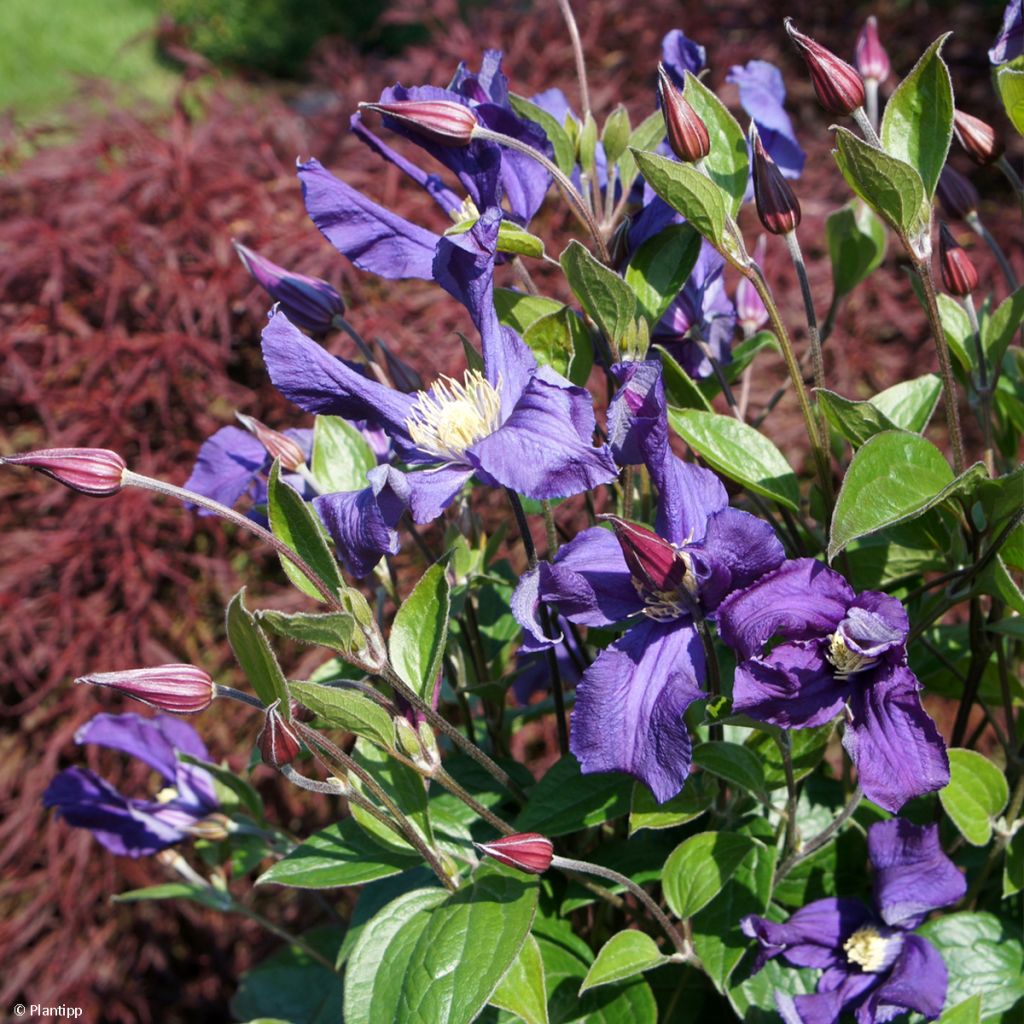 Clématite - Clematis Blue pirouette