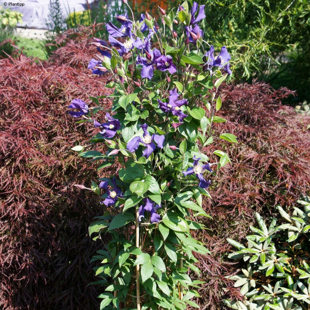 Clématite - Clematis Blue pirouette