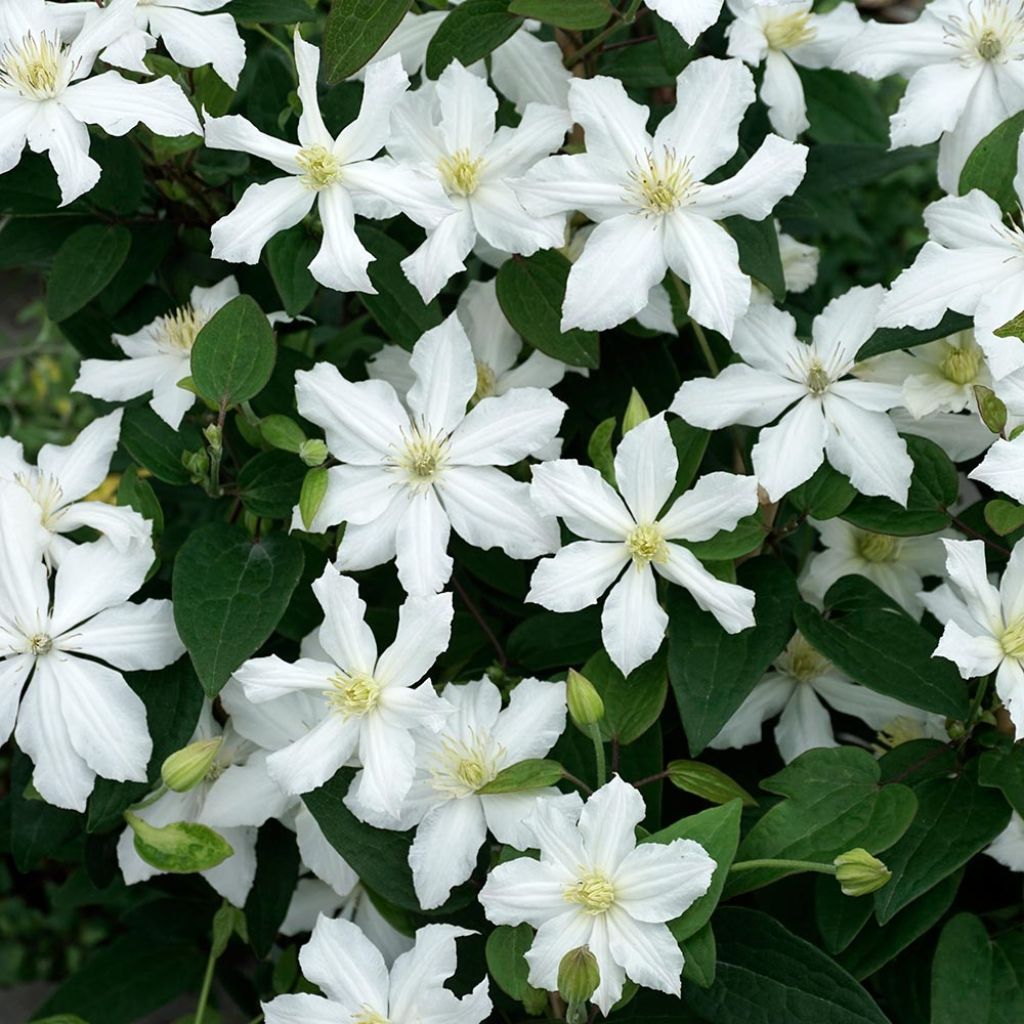 Clématite - Clematis diversifolia White Arabella