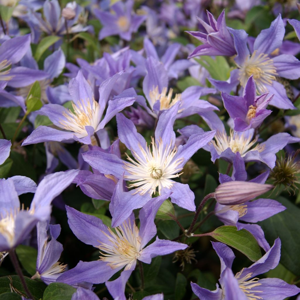 Clématite - Clematis integrifolia Blue River