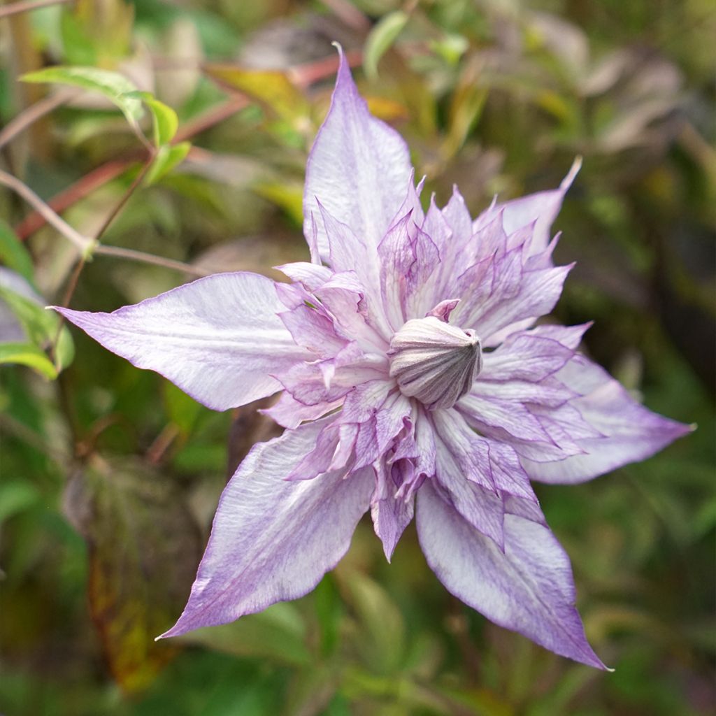 Clématite - Clematis Lady Kyoko