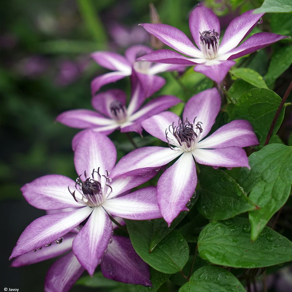 Clematis florida Lavallée n°1