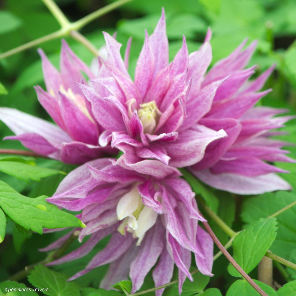 Clématite - Clematis macropetala Purple Dream