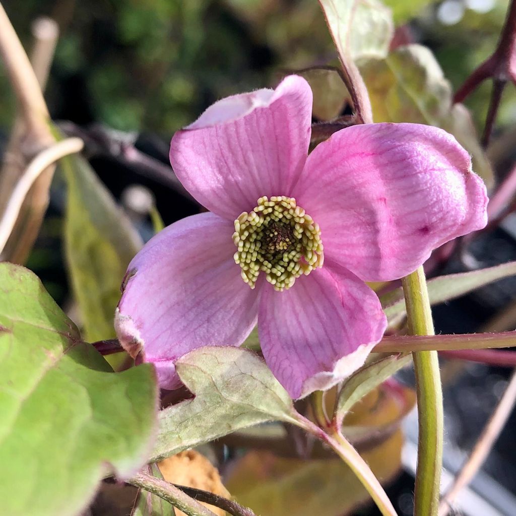 Clématite - Clematis montana Elisabeth