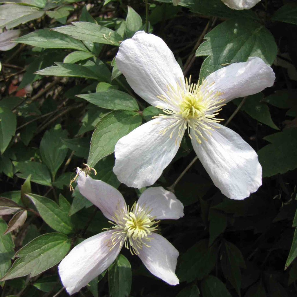 Clématite - Clematis montana Rubens