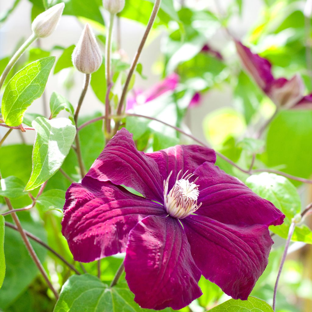 Clematis jackmanii Rouge Cardinal