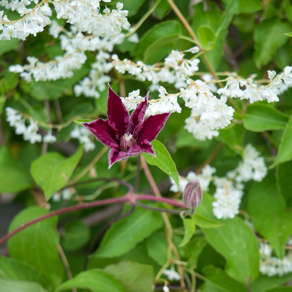 Clematis jackmanii Rouge Cardinal