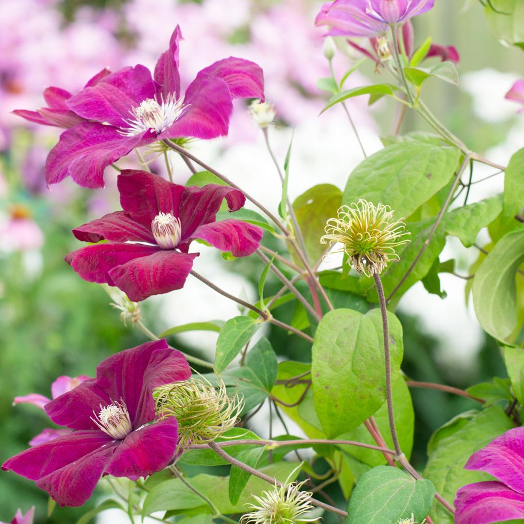 Clematis jackmanii Rouge Cardinal